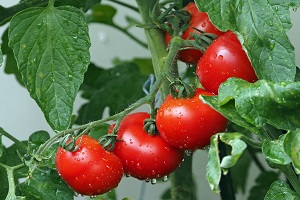 Superfície plantada com tomate para indústria baixa para mínimos de 2013