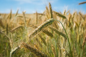 Drought contributed to the second worst winter cereals harvest of the last 105 years