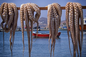 In 2018 the annual price of octopus reached the highest level of the last two decades. Internal consumption of this resource is strongly dependent on imports