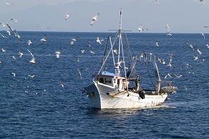 Negociação de quotas pesqueiras com Espanha permitiram a Portugal duplicar as possibilidades de pesca do espadarte