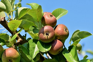 Yield decrease in fruit trees
