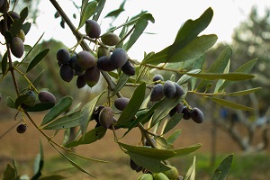 Production of olive for olive oil drops 25%